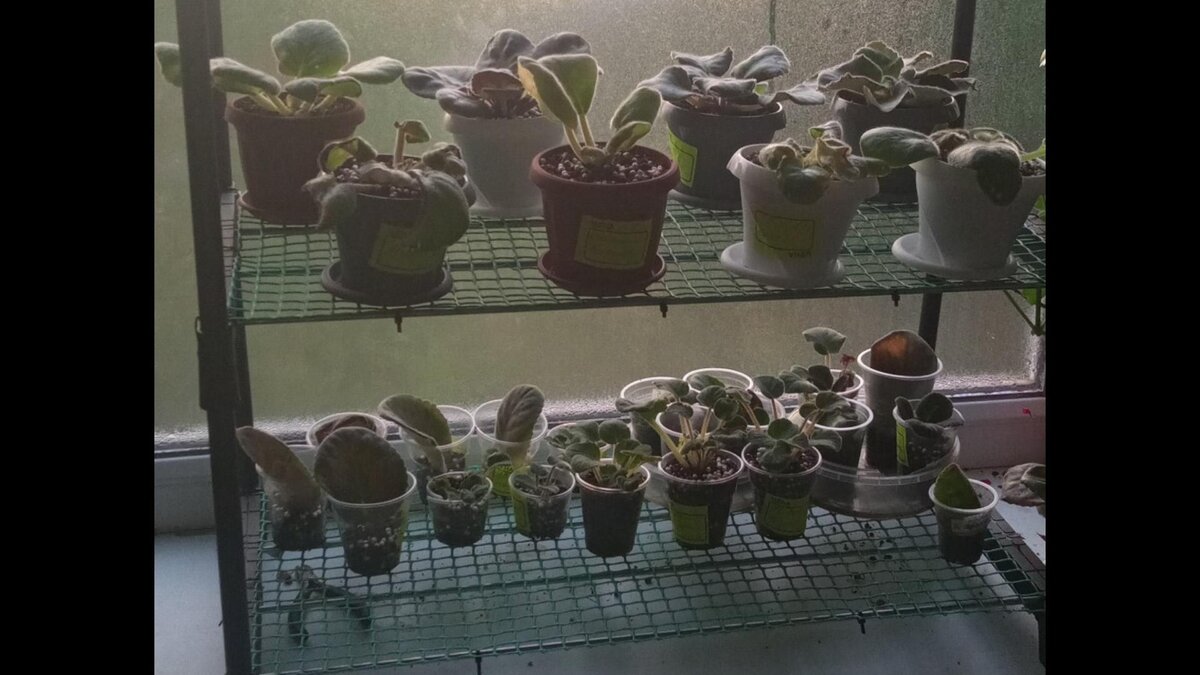 Разобрано и посажено