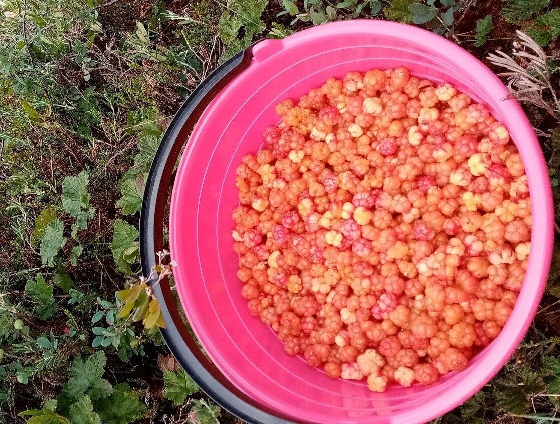 Июль. Болото.Морошка.