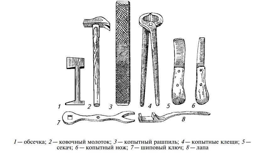    Ветеринарная хирургия, ортопедия и офтальмология