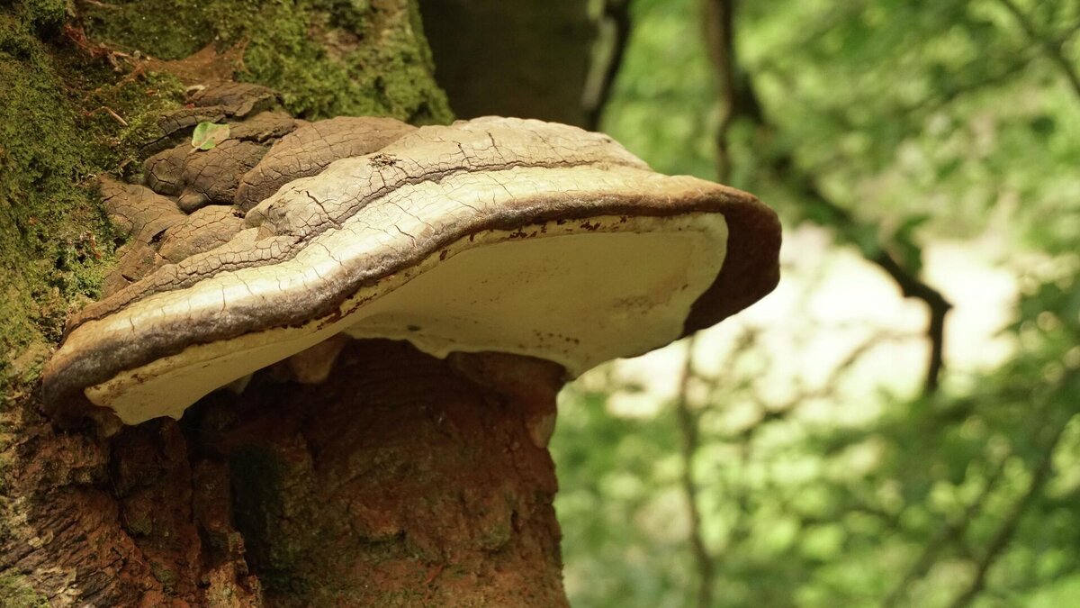 Карпатский гриб чага. Уникальные лечебные свойства