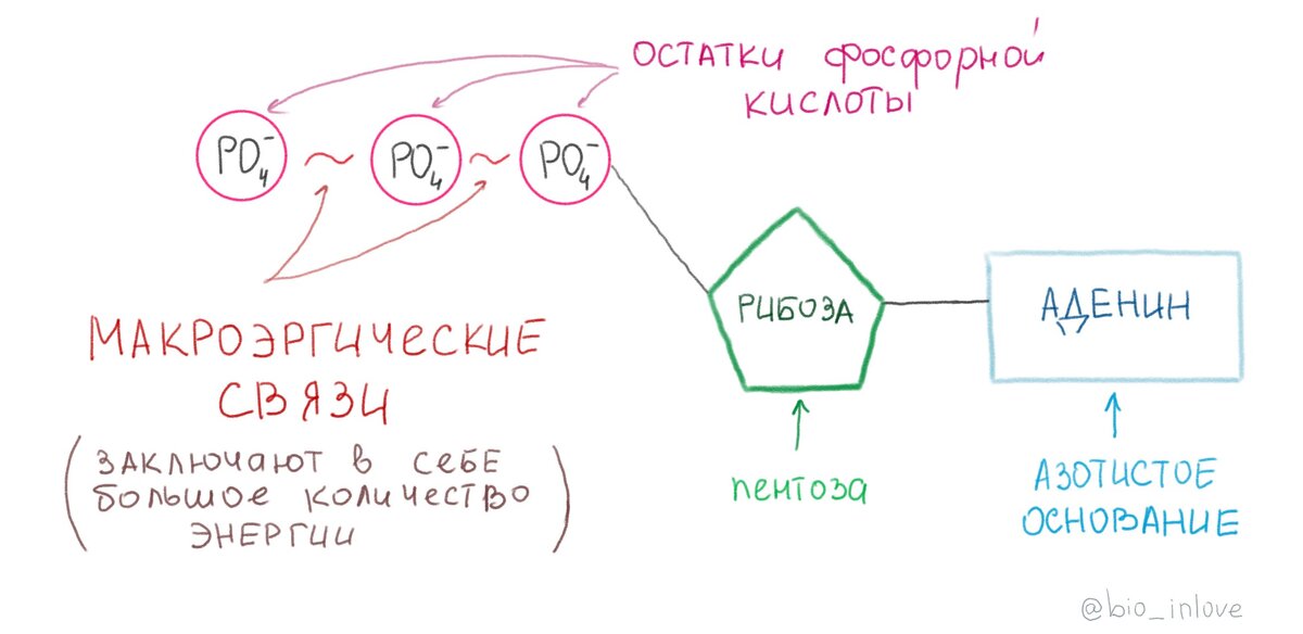 Молекула АТФ содержит азотистое основание аденин, пентозу (углевод, содержащий 5 атомов углерода) рибозу и 3 остатка фосфорной кислоты, которые соединены между собой высокоэнергетическими макроэргическими связями. АТФ - универсальный источник энергии во всех процессах и химических реакциях в организме. В процессе энергетического обмена энергия, выделившаяся при распаде веществ, переходит в макроэргические связи АТФ; при образовании новых веществ в пластическом обмене - макроэргические связи будут распадаться, выделяя энергию на образование новой связи. 