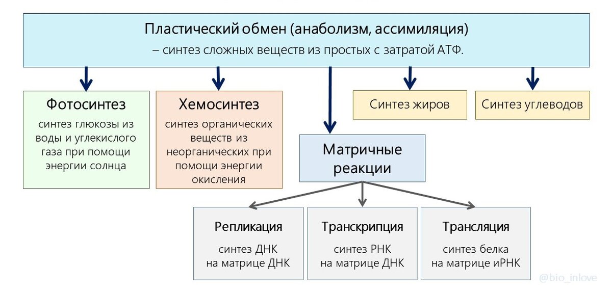 Пластический обмен транскрипция