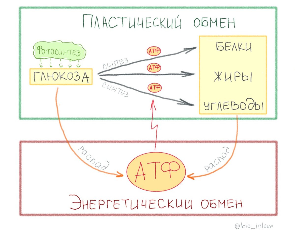 Этапы энергетического обмена таблица 9 класс биология. Таблица энергетический обмен 10 класс биология. Этапы энергетического обмена брожение. Подготовительный этап энергетического обмена схема. Гликолиз.