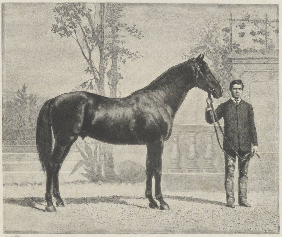Факел жер.орл.верховой породы г.р.1862 в Хреновском Государственном конном заводе, на всемирной выставке в Париже, 1867 год. Вместе с его братом Фазаном, после выставки, был подарен императором Александром II императору Наполеону III.Фото Луи-Жан Дельтон.