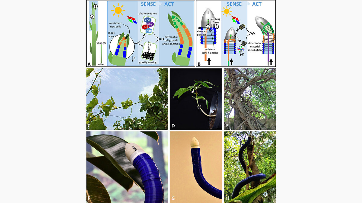 science.org📷Схема внутреннего устройства робота-лозы и принцип его действия на иллюстрациях к научной работе