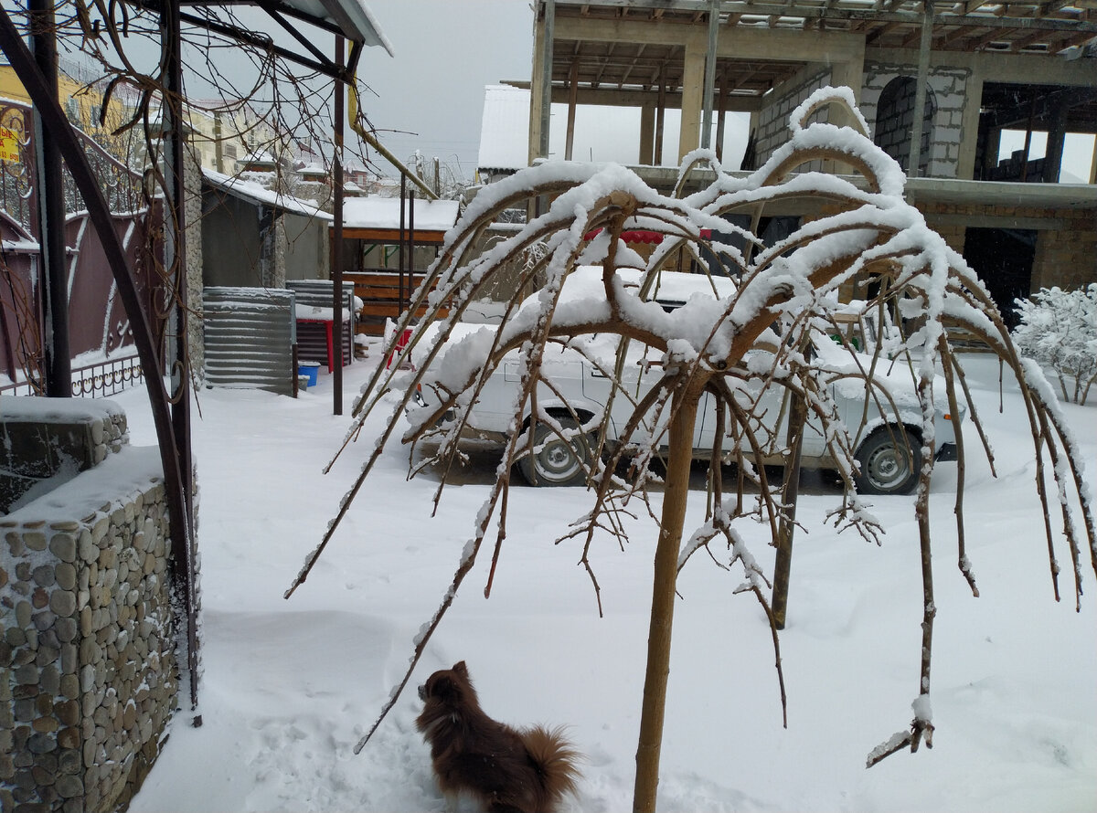 Как укрыть шелковицу на зиму. Укрытие на зиму штамбовой ивы. Укрытие для персика на зиму. Укрытие на дереве. Вишня путинка плакучая.