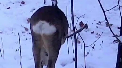 как сохранить картинку из яндекса на компьютер. яндекс дзен. дзен настройка ленты. найти ролик дзена. яндекс дзен реклама.