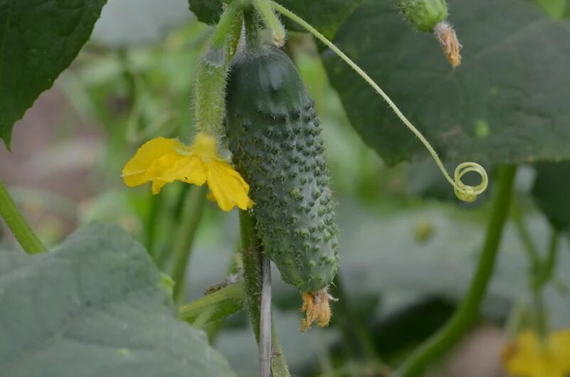 огурчики сорта. огурцы раннеспелый гибрид f1, самоопыляемые. огурец родничок f1. огурчики сорта. огурец сорт конни f1.