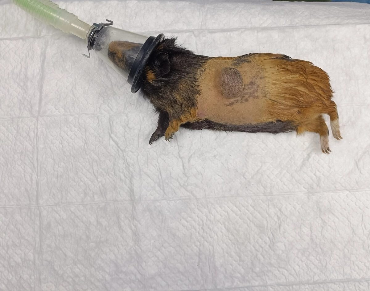    Сейчас пушистик чувствует себя хорошо