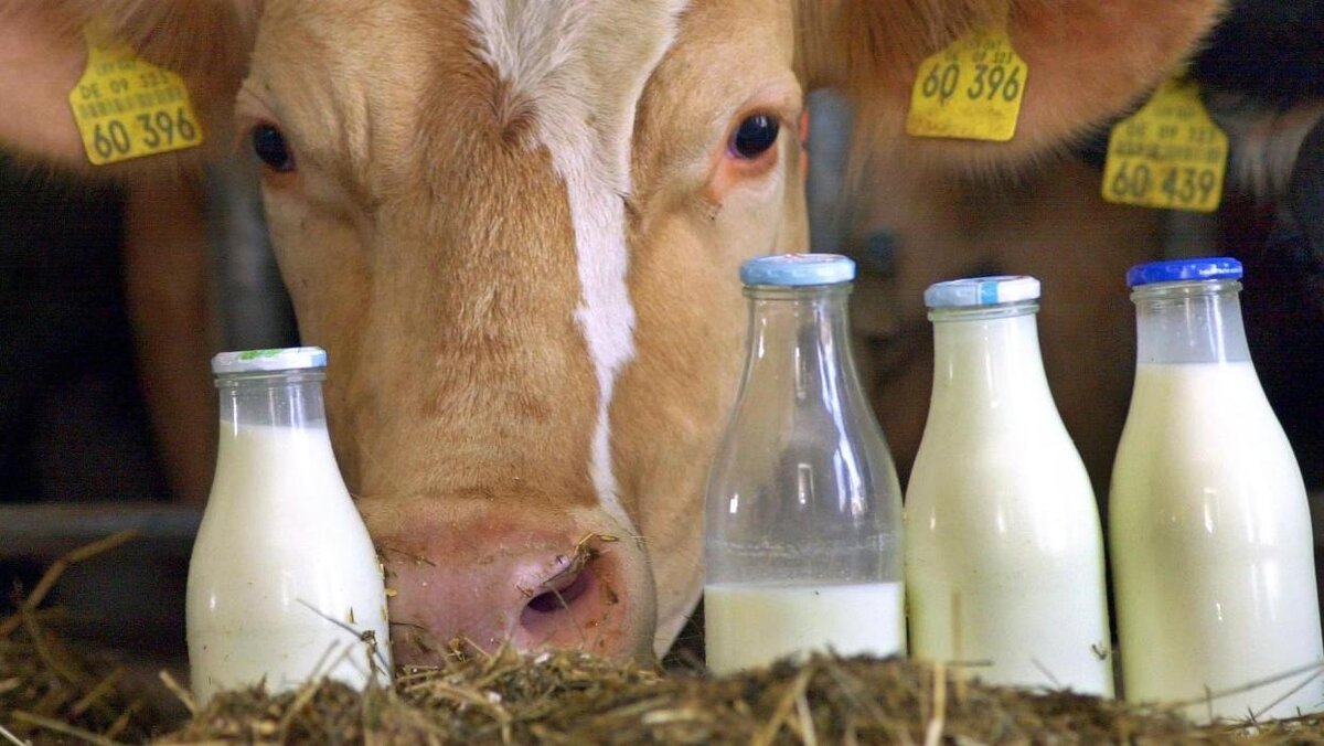 молоко 60 рублей. молоко nestle sut. молоко промилкер 3. молоко 60 рублей. молоко 60 рублей.