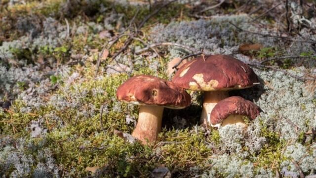 Больше не снимаю кожицу со шляпок маслят, грибник рассказал, что нет смысла заморачиваться