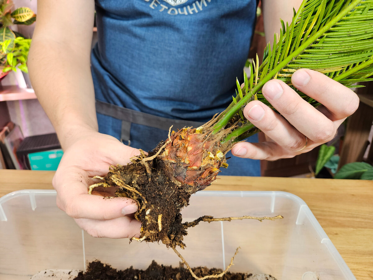 пересадка и перевалка комнатных растений. декоративные комнатные растения. спатифиллум размножение листом. пересадки и перевалки комнатных растений. пересаживание комнатных растений.
