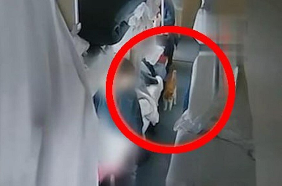    Котик гулял по вагону, но хозяин не обращал внимания. Фото: Скрин с видео