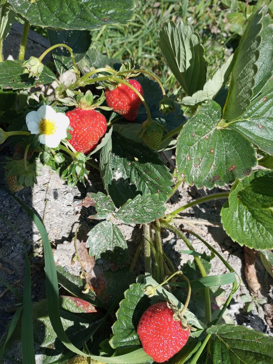 Ягоды отличные, а вот листья такие уже не пригодны для заготовки