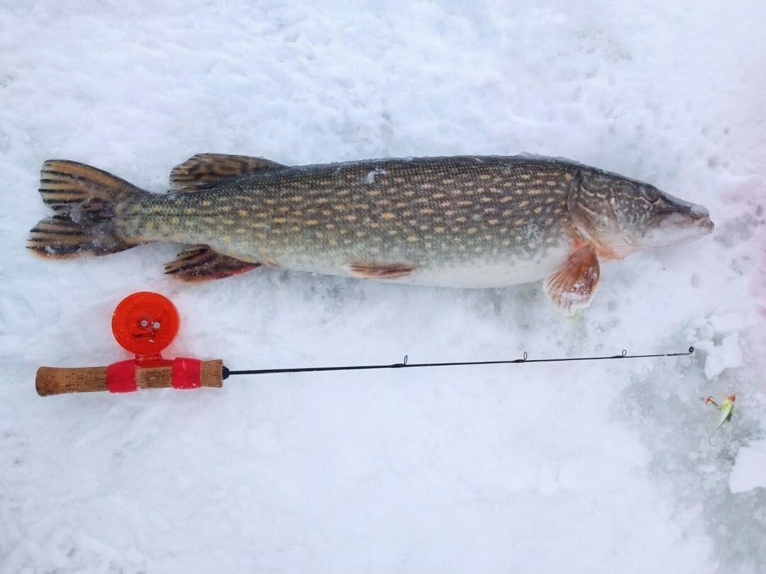 «Очень скромно, 20 рыбин» – На Зельвенском водохранилище собралось не меньше тысячи рыбаков — Фото