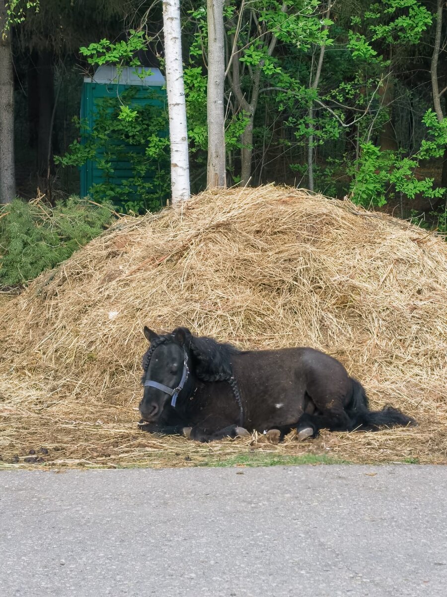 Он всегда на прогулке ложился отдыхать. А вокруг молодая листва - красота!