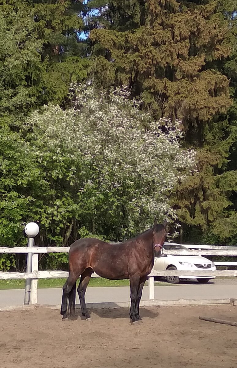 Дунай весь в яблоках, а черёмуха вся в цветах!