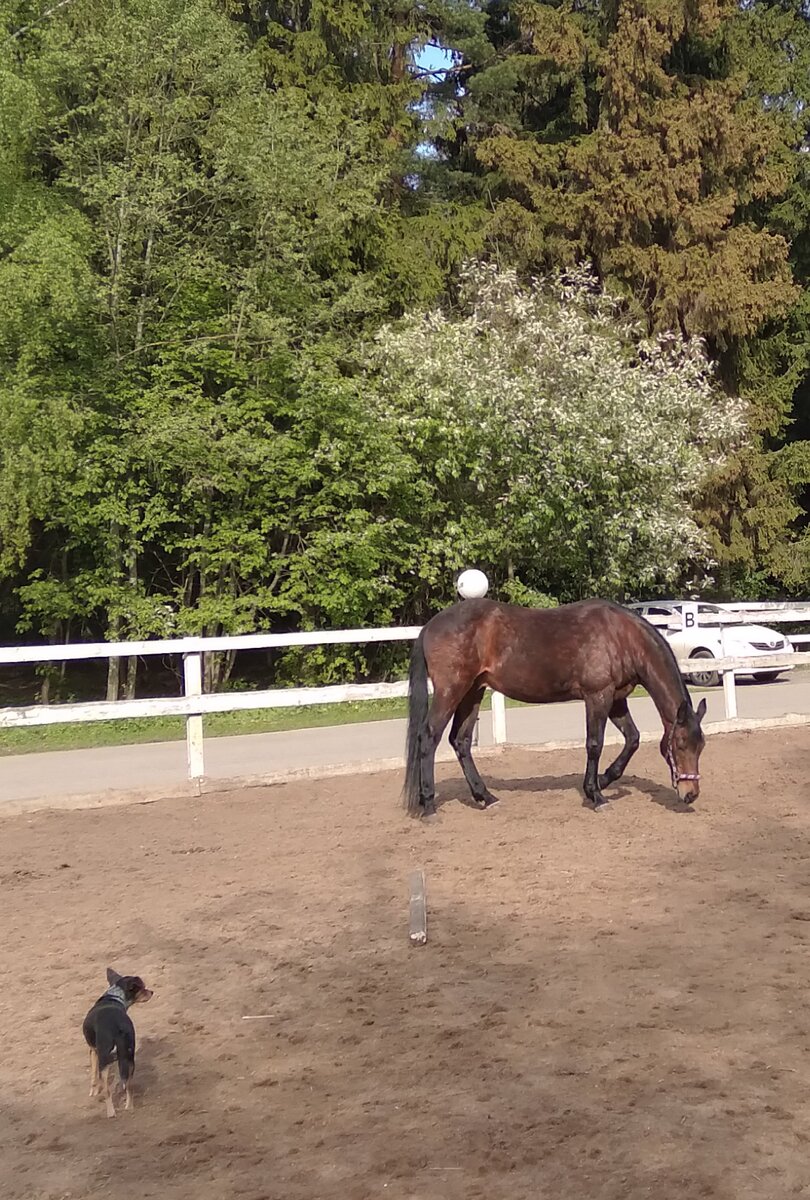 Наша собачка Жучка любит пасти лошадей.