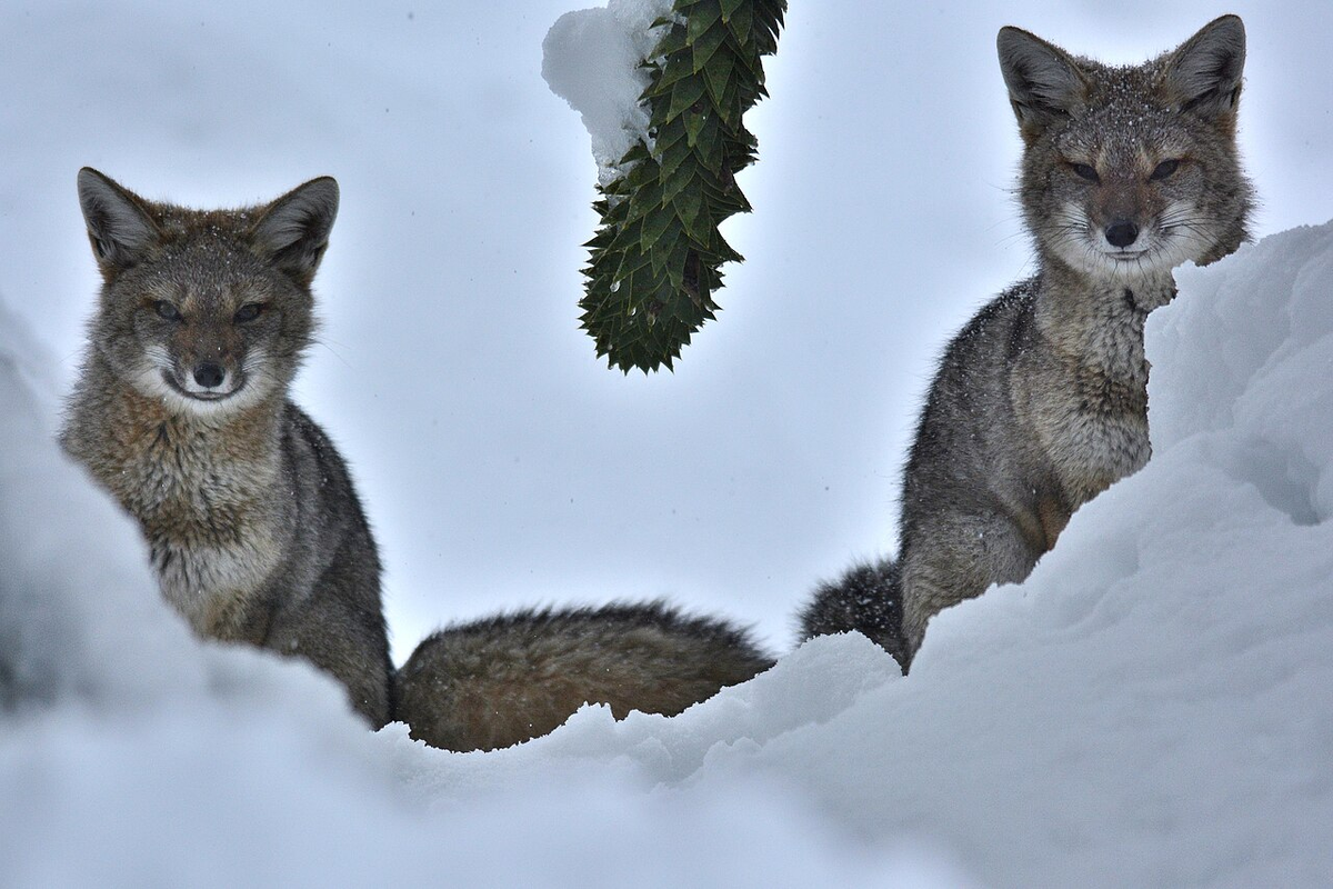 Many fox. Серая лиса. Хвост песца. Южноамериканская лисица. Северные и Южные лисы.