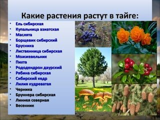 Таежные экологические системы