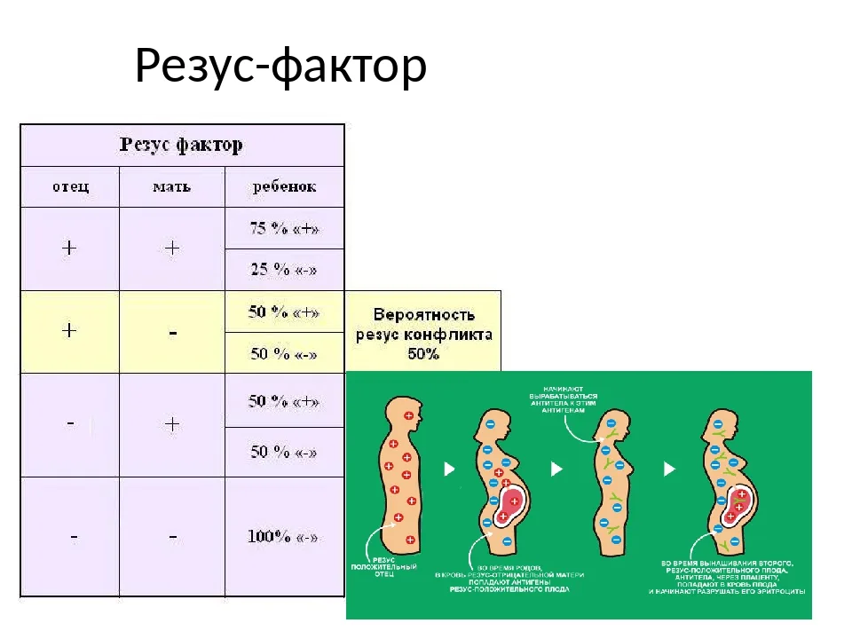 Одинаковый резус фактор у родителей. Группа крови и резус-фактор.