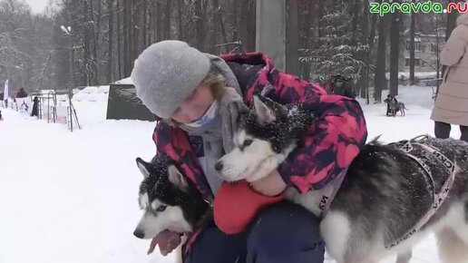 Как снежный апокалипсис повлиял на гонку в собачьих упряжках?