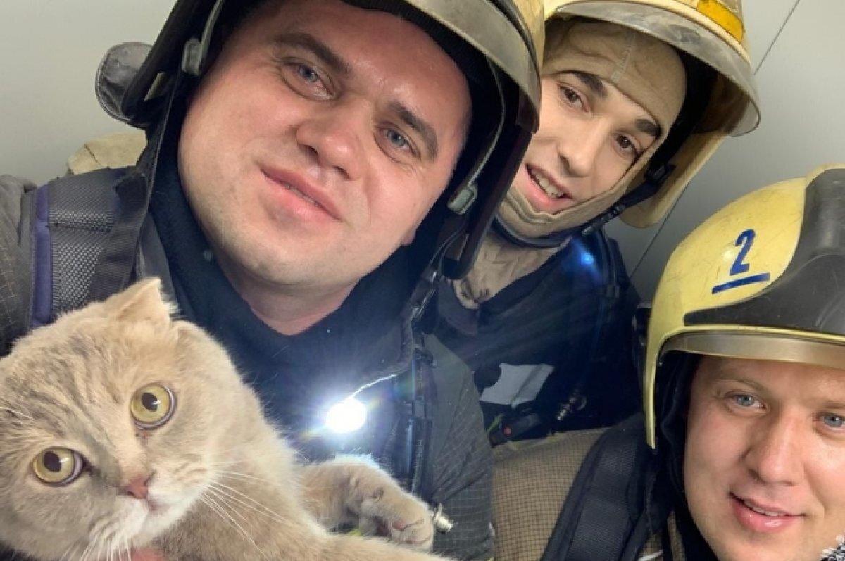    Кота и 3 человек спасали из пожара в Воронеже