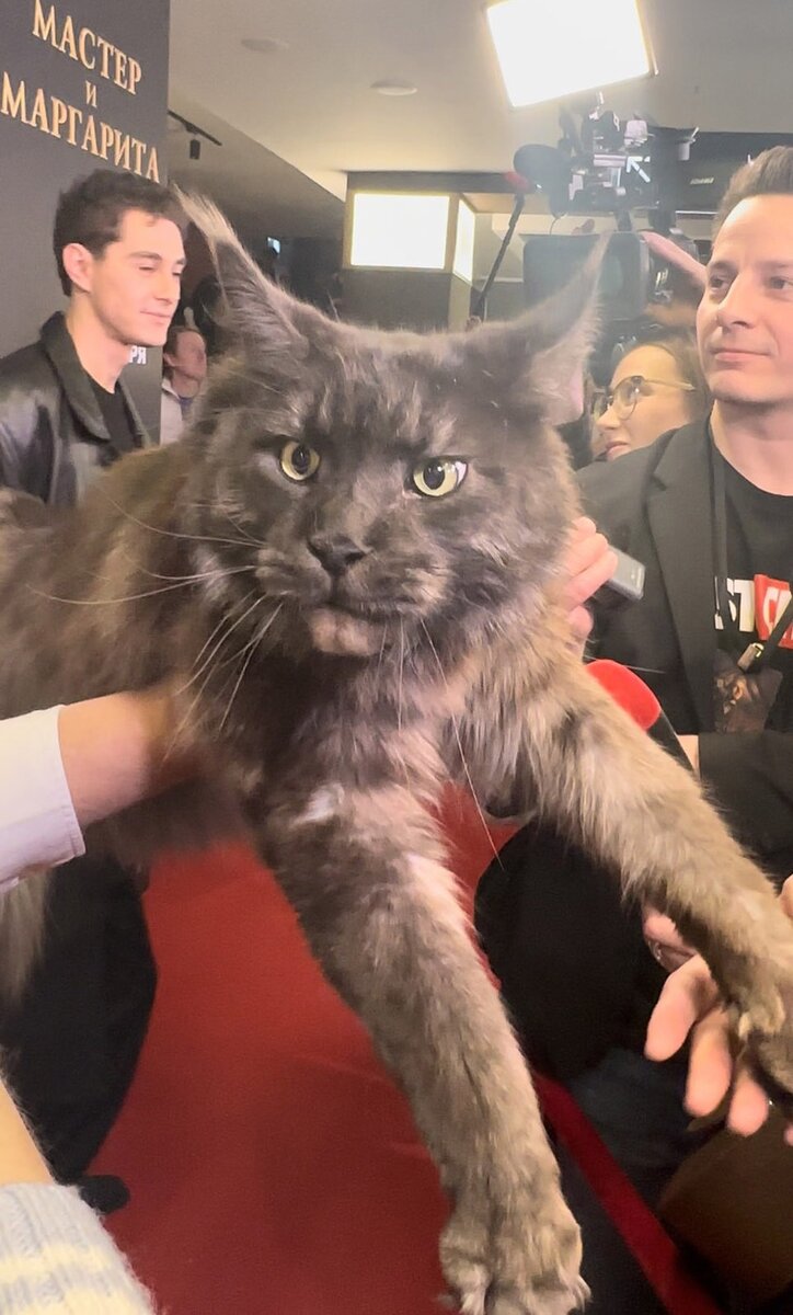 Ножки кота. Кошка идет. Кот ходит как человек. Кот ходит как человек. Кот майкл джексон.