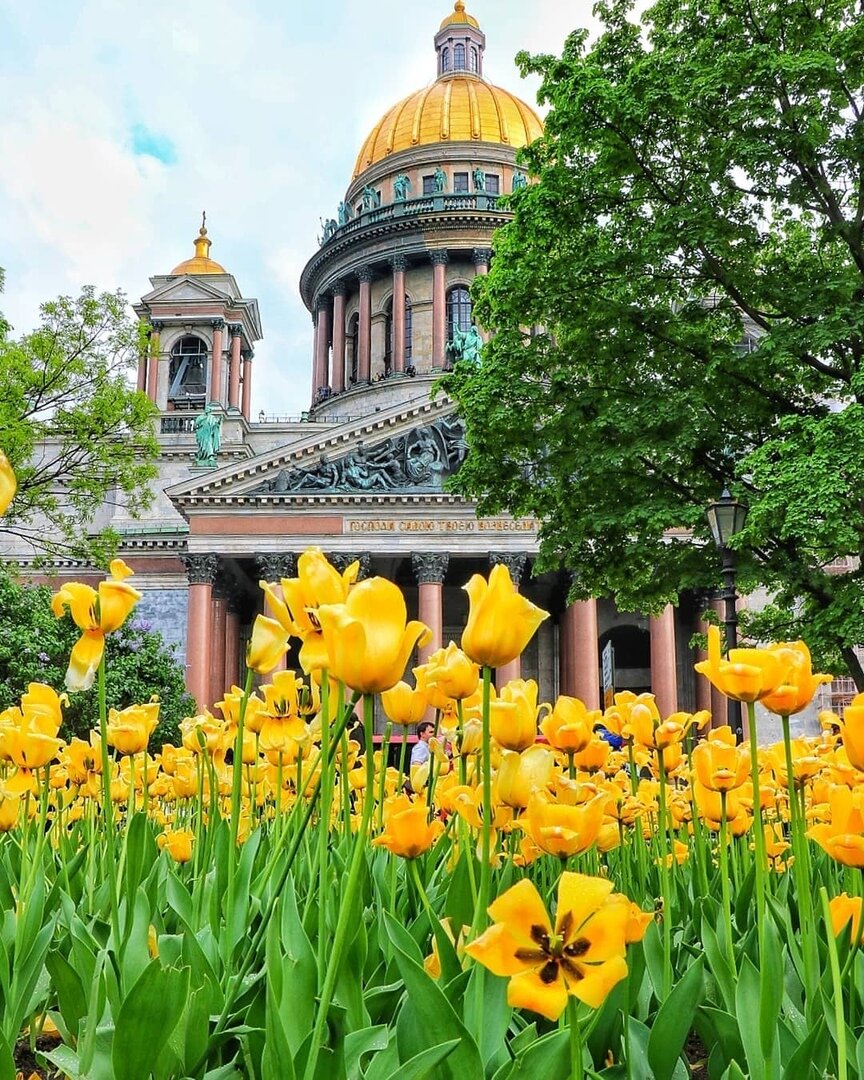 Цветущий питер. Исаакиевская площадь в Санкт-Петербурге сад. Петербург лето.