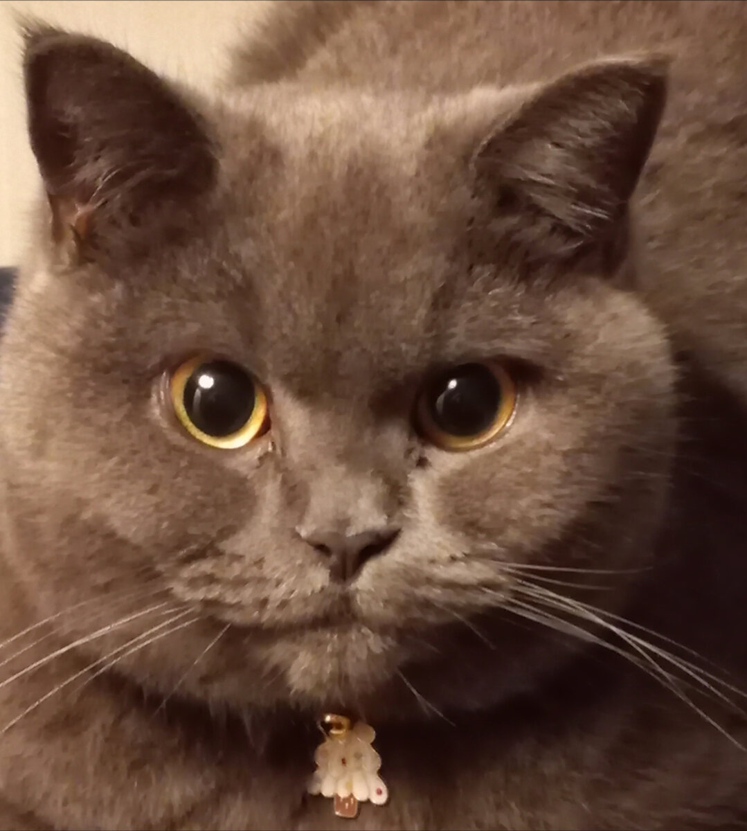 Василиса прекрасная 