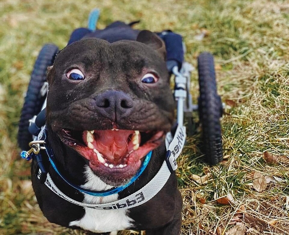 Лаки боролся за свою жизнь