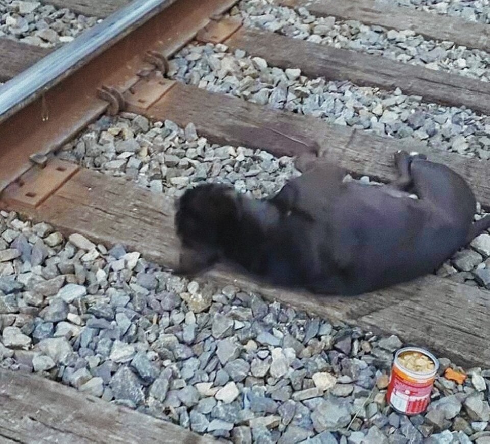 Псу было очень больно, но он не скулил