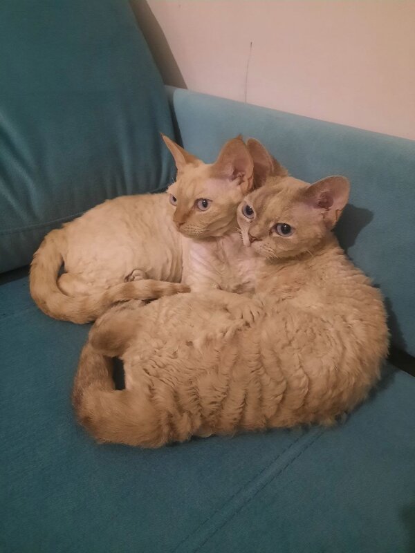 Не разлей вода. Если одна потерялась - вторая ходит по дому и орет: "Гдее тыыыы?".