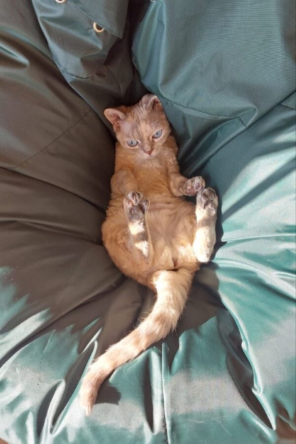 Фефа флегматичная, не люит рук, но обожает играть.