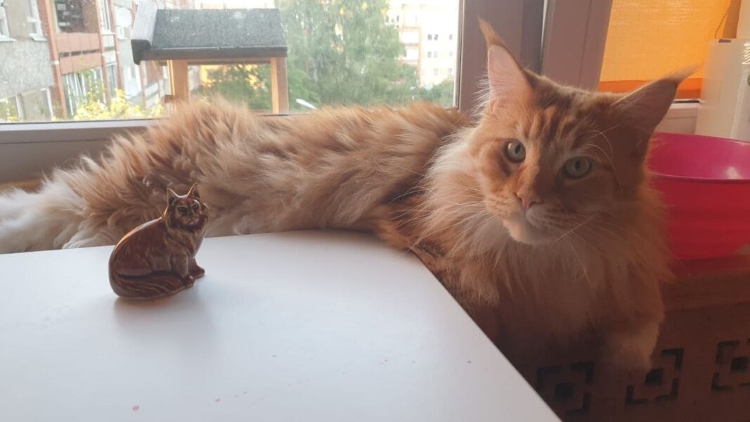 Кошка моего брата. Шикарные создания (кошки, а не братья), но уж больно волосаты и перечливы (братья тоже)