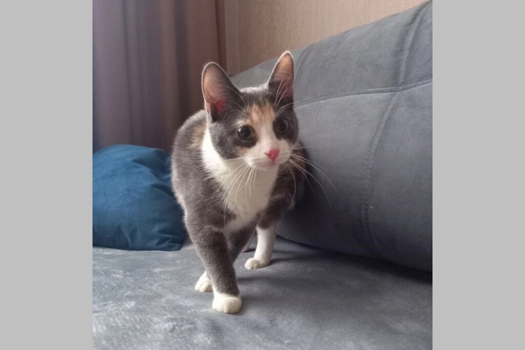    Происшествие случилось на улице Вологодской. Его свидетелями стали дети, которые возвращались из школы.