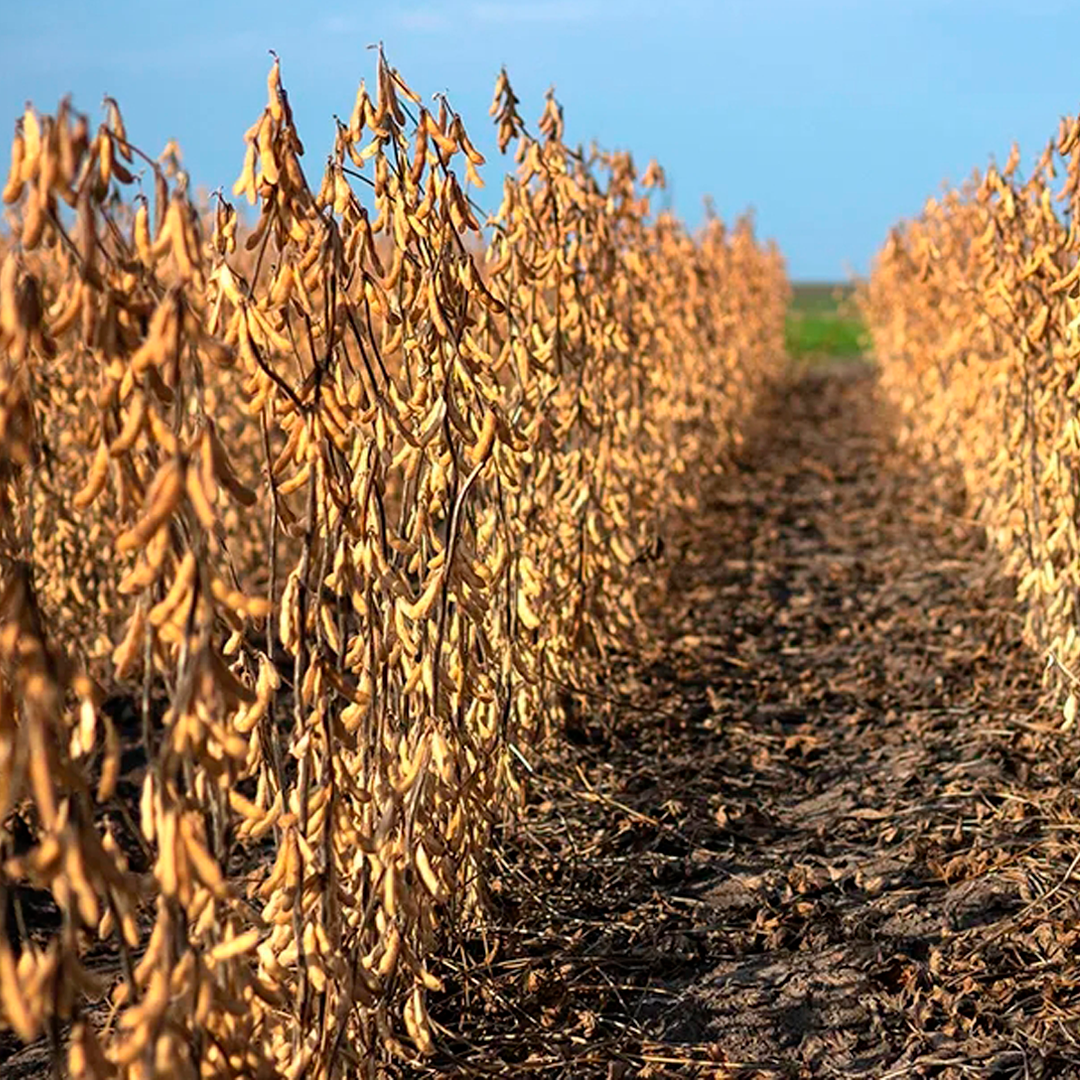 Углеводами называются органические вещества. Кислородсодержащие органические соединения схема. Общие формулы кислородсодержащих веществ. Органическое вещество содержит 2 47. Лимоннокислое брожение глюкозы.