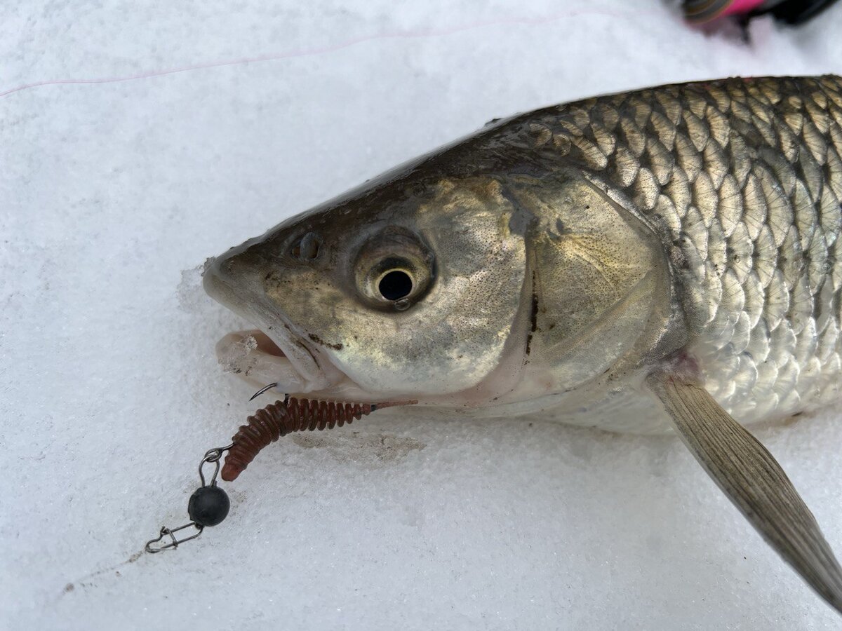 У каждого рыболова свой подход к зимнему сезону: кто-то откладывает рыбалку до весны, кто-то переходит на ловлю со льда, но есть и те, кто продолжает ловить в летнем стиле.-2
