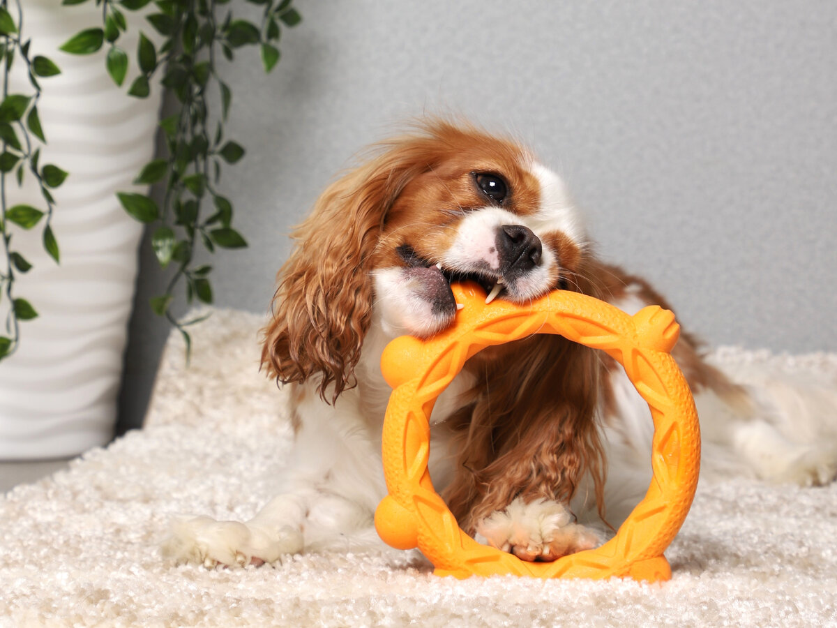 На фото — игрушка для собак из термопластичной резины Triol "Лягушка-кольцо", d190мм, серия AROMA.