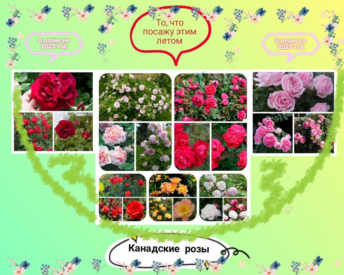 Коллаж и схема автора.