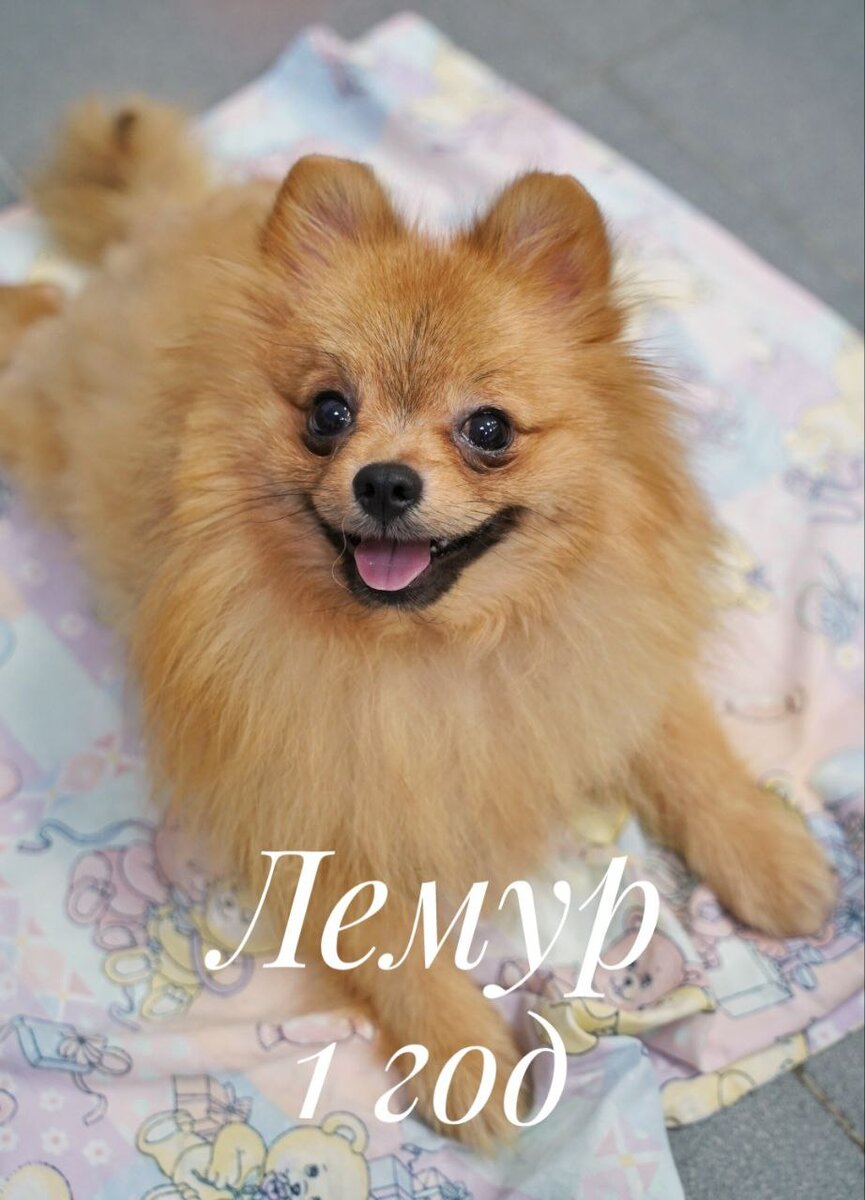 Ищет дом в Москве и МО собачка из приюта Домик Мелкашей по кличке Лемур