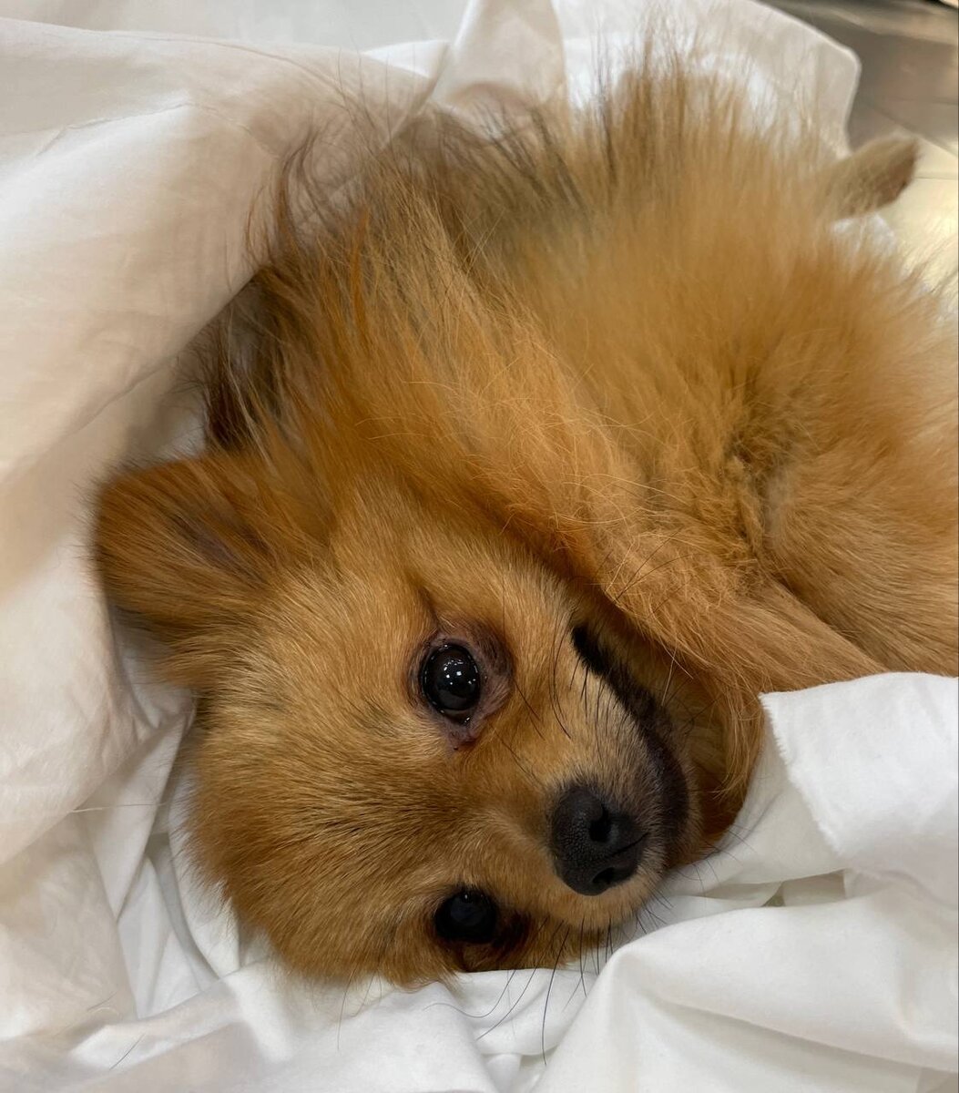 Малыш Лемур ищет дом