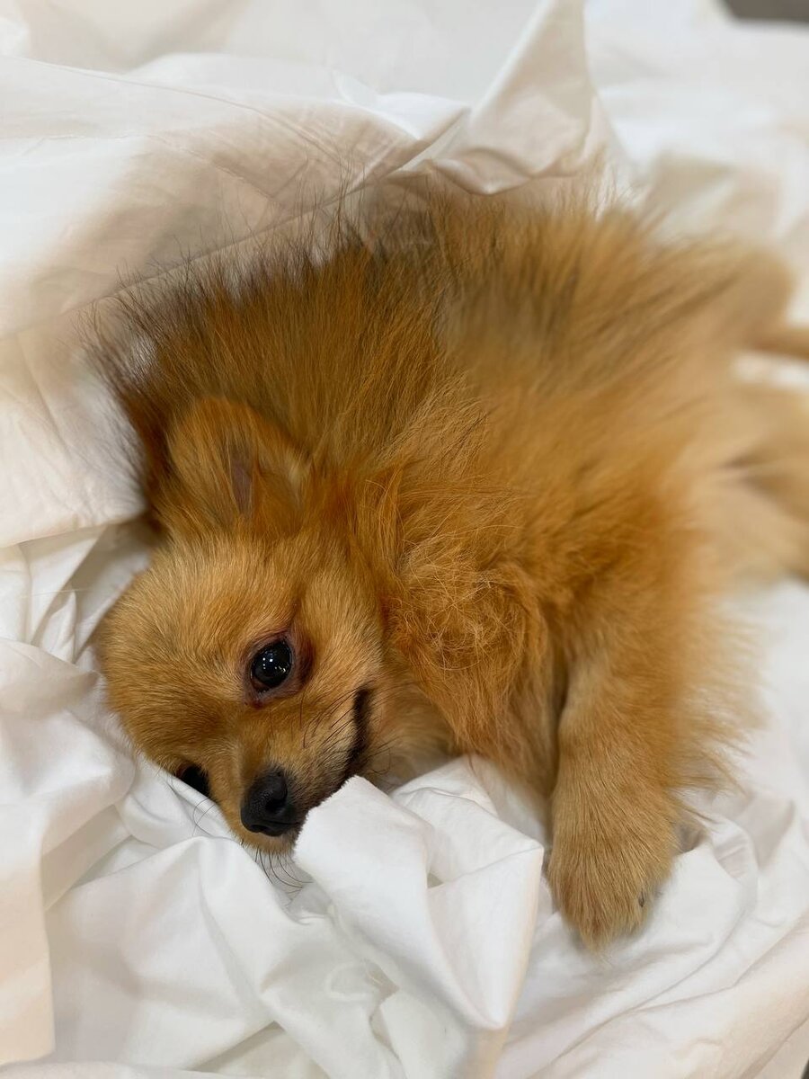 Малыш Лемур ищет дом