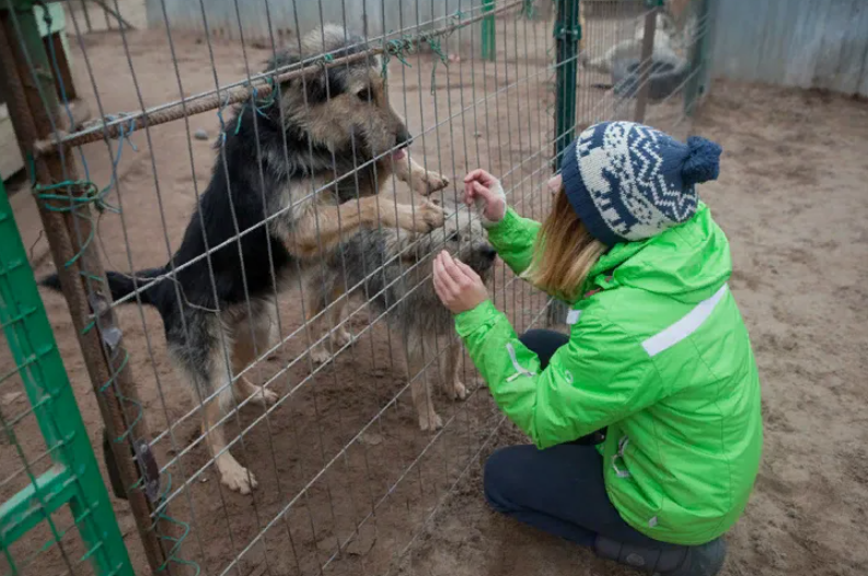 Приют кошек и собак помочь. Приют для бездомных животных Санкт-Петербург. Санкт Петербург приют для бездомных собак. Приют для животных друг СПБ. Приют собак Октябрьское поле.