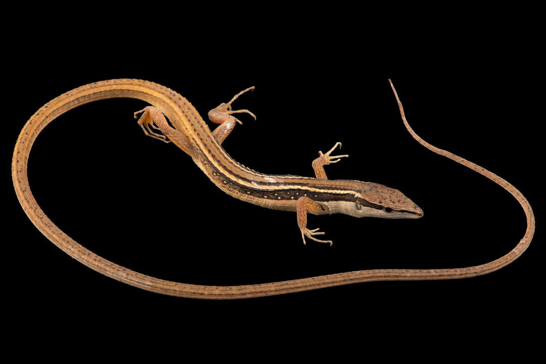 Прыткая ящерица хвост. Takydromus sexlineatus. Хлыстохвостая ящерица. Живородящая ящерица.