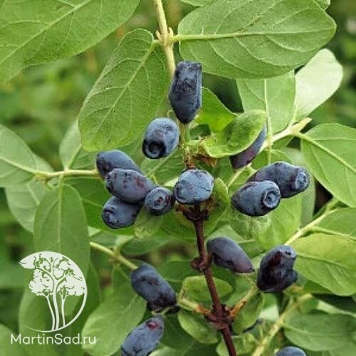 место обитания детских. среда обитания рыб для детей. место обитания примеры. карта мира животные. детская карта мира с животными.