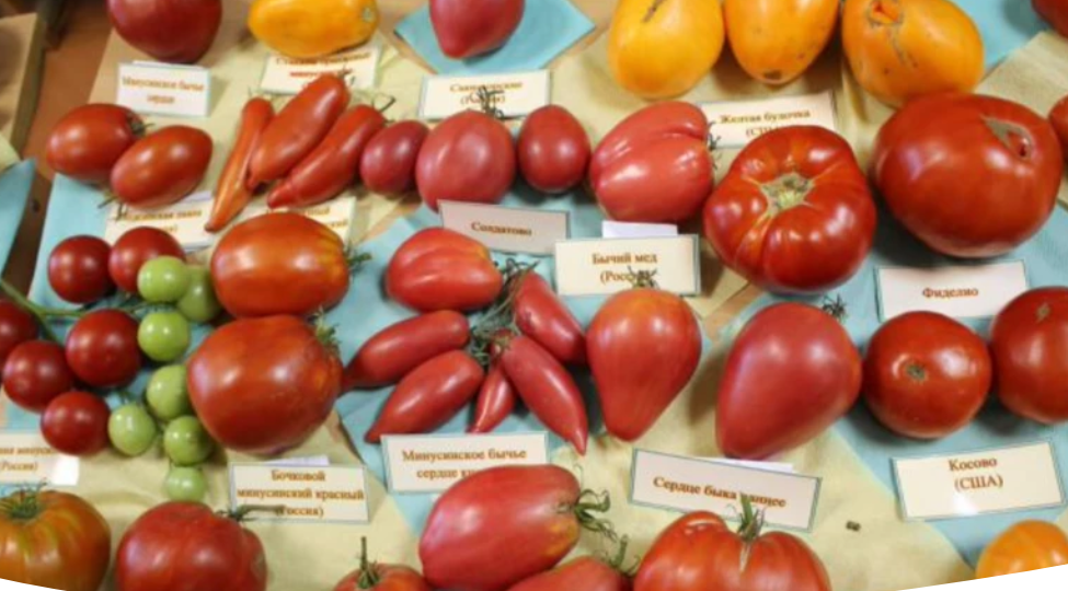 ТОП-9 Минусинских сортов томатов для выращивания в любом регионе России