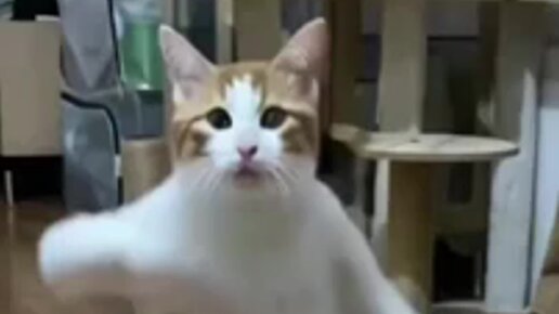 танцующий кот мем. танцующий кот. танцующий кот. кот танцует видео мем. танцующий кот дединсайд.