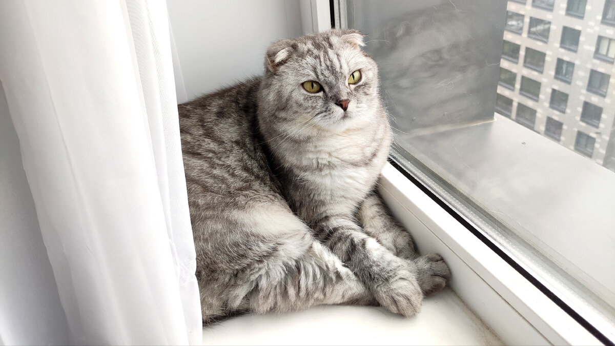 Грей никогда сам не выходит из квартиры. Его всё устраивает 