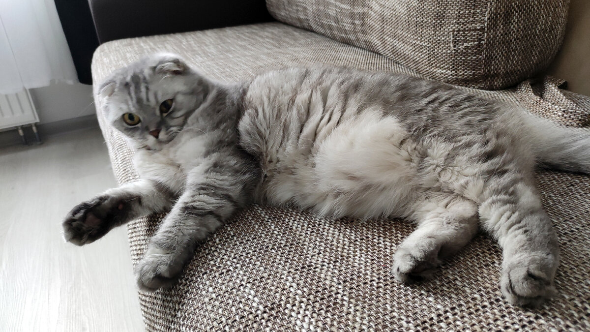 Трон настоящего мужчины в квартире - это диван